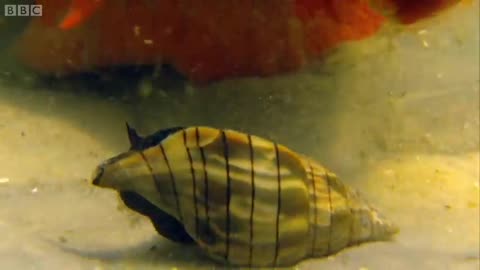 Giant Horse Conch & Burglar Hermit Crabs |