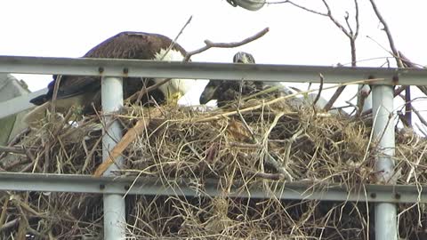 Baby Bald Eagles Eating Breakfast