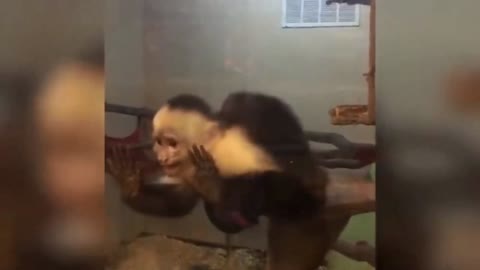 White faced monkey with perfect interaction with human beings