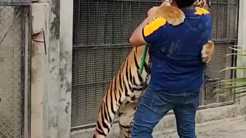 Hug with Big Tiger | Nouman Hassan|