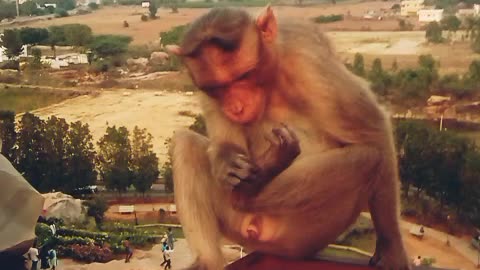 Smart monkey 🐒 #monkey #animals