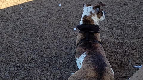 Brandy Chilling at the Dog Park