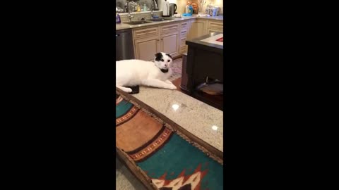 Cat Comedy Gold Compilation That is Purr-fectly Funny