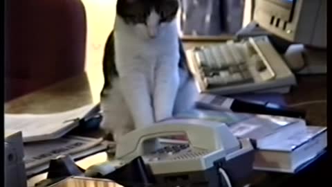 Cat answers office phone