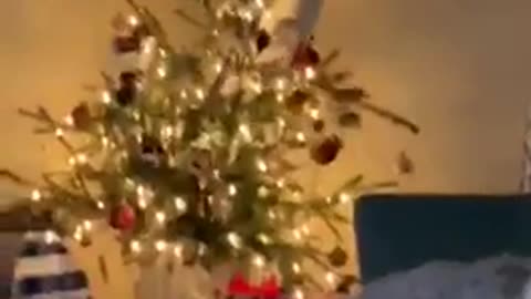 crazy cat knocked down the christmas tree