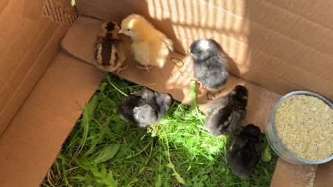 Raising Baby Chicks (temporarily getting sunlight)