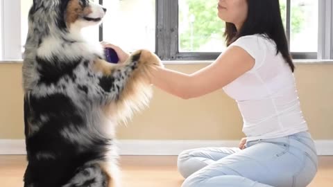 funny dog videos try not to laugh