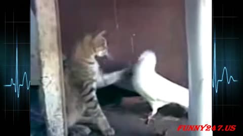 White pigeon beat the cat funny video, 😂
