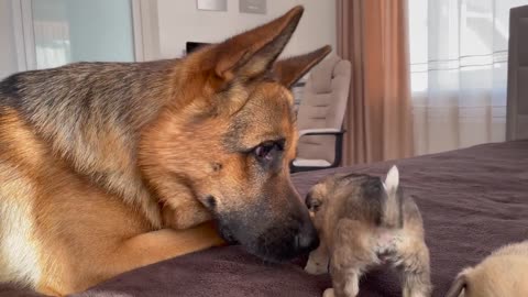 German Shepherd Meets Puppies for the First Time