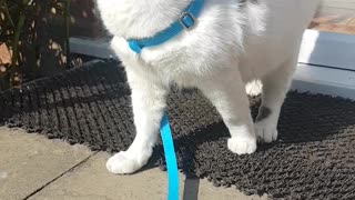 Cornelius' first walk outside