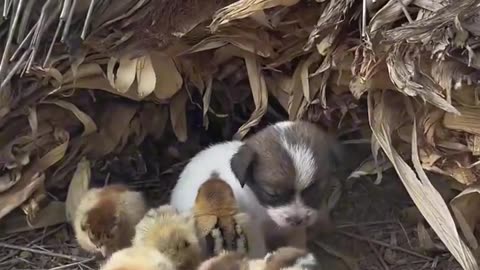 Cute little puppy having a nap with the chicks