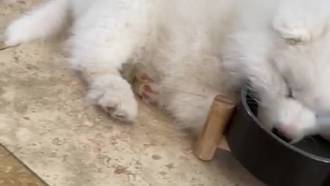 Adorable puppy literally falls asleep in water bowl 2020