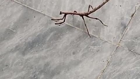 Stick insect | Plasmid