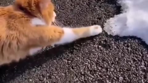 Cat not like snow😹😂🐱funny cats compilation