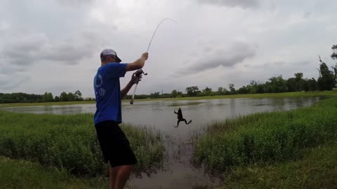 How to catch bullfrogs