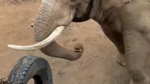 Elephants are so smart and sweet