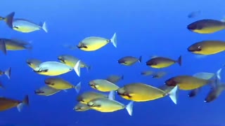 Viral video beautiful fish v9