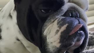 Handsome bulldog waking up