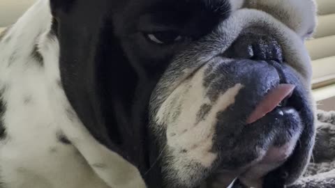 Handsome bulldog waking up