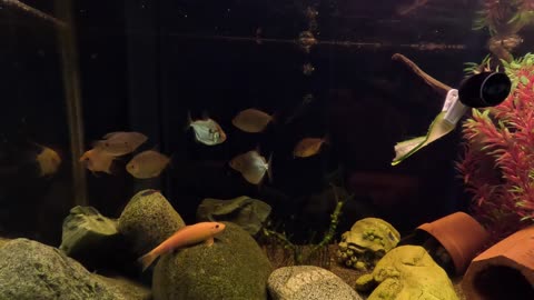 Too Many Snails in Your Aquarium?