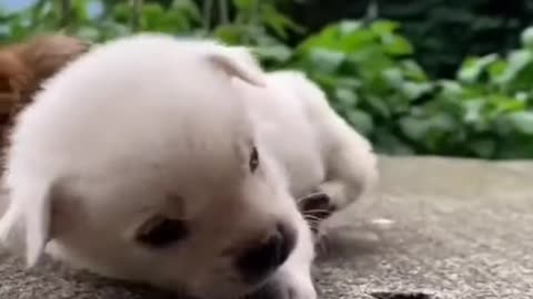 Dog's baby 🐥🍼 funny video 📸