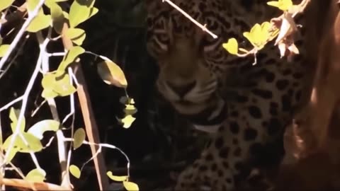 Best attack of the year, a furious otter attacks a jaguar for losing its baby