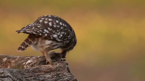 Things you should know about LITTLE OWLS!