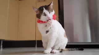 Lulu cat cleans herself in the morning actively and wears a red scarf at home