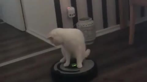 Loving Cats: So Funny- Riding On The Power Vacum