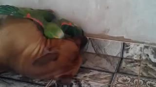 A Dog and Parrot Play