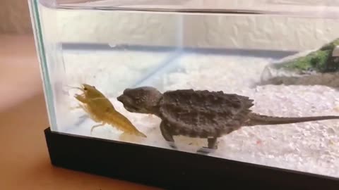 Starve turtles make deadly attacks on crayfish in an aquarium, Turtle vs Crayfish
