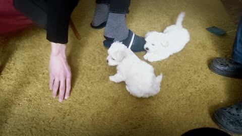 Maltese puppies playing with owner