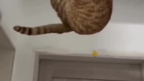Unbelievably Funny Cat