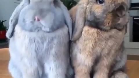 Sweet bunnies Cute animals
