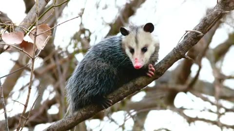 "The Opossum Power Animal: Discovering the Symbolic Meaning and Spiritual Significance"