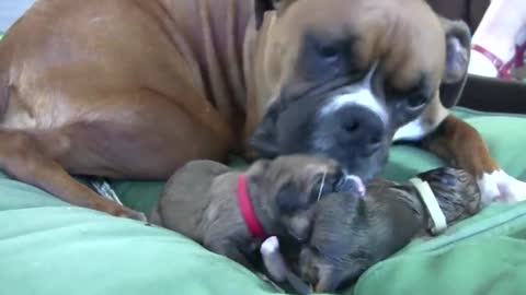 Dog Has Amazing Birth While Standing!!