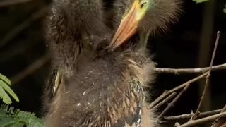 GRAY HERON CHICKS