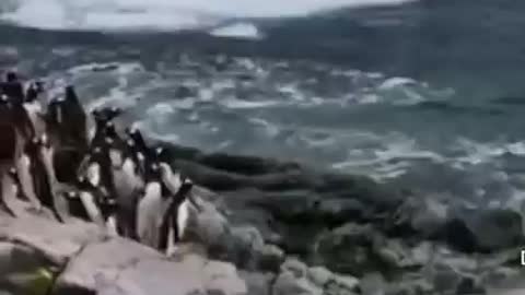 PENGUINS!! @KLR Productions on YT and Tik Tok @klrdubs #funny #funnyanimals #funnypenguins #shorts