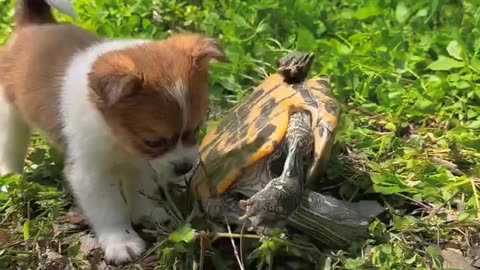 Cute rat and tortoise 🐢
