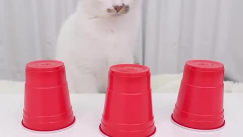 smart cat