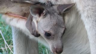 Close-Up of Adorable Baby Kangaroo Twins