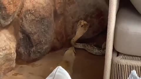 Yellow Mongoose vs Cape Cobra