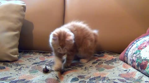 Kitten playing with his mouse