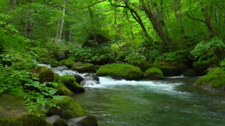 Relax in the forest