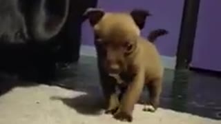 Tiny Puppy thinks he's tough stuff