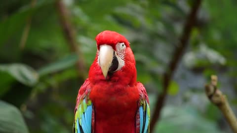 Is so beautiful Parrot