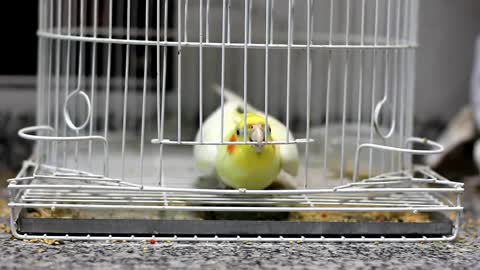 Cockatiel escape (Calopsita fugindo da gaiola)