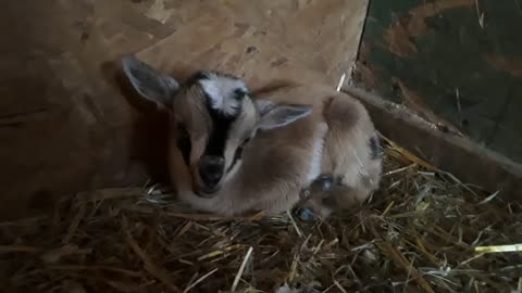 Adorable Nigerian Dwarf Baby Goats Playing/Bucklings & Doelings BLUE EYED & MOONSPOTTED