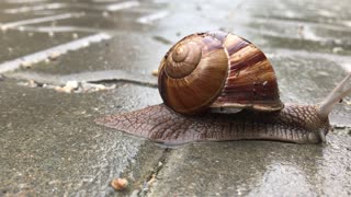 beautiful snail video