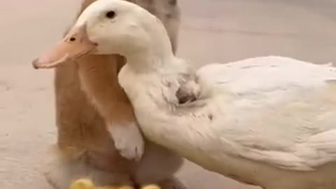DUCK pets a Dog.